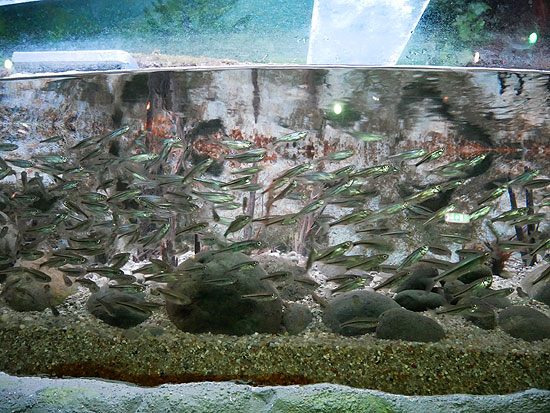 Viele "Schneider" im SEA LIFE München bei der Zählung  (©Foto: SEA LIFE München)